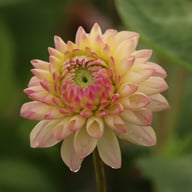 Hotline Dahlia Knöl