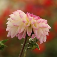 Hotline Dahlia Knöl