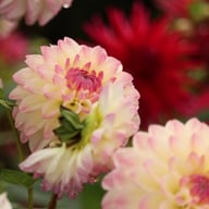 Hotline Dahlia Knöl
