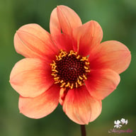 HS Date Dahlia Tuber