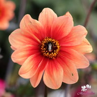 HS Date Dahlia Tuber
