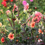 HS Date Dahlia Tuber