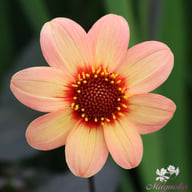 HS First Love Dahlia Tuber
