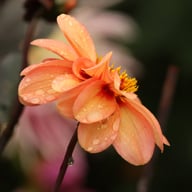 HS First Love Dahlia Tuber