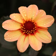 HS First Love Dahlia Tuber