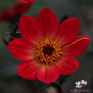 HS Flame Dahlia Tuber