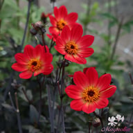 HS Flame Dahlia Tuber