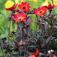 HS Flame Dahlia Tuber