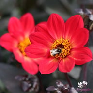 HS Flame Dahlia Tuber