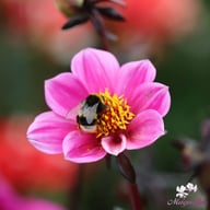 HS Juliet ® Dahlia Knöl