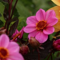 HS Juliet ® Dahlia Knöl