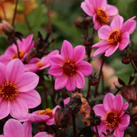 HS Juliet ® Dahlia Knöl