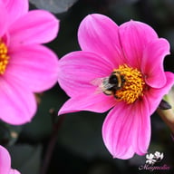 HS Juliet ® Dahlia Knöl