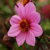 HS Juliet ® Dahlia Knöl