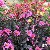 HS Juliet ® Dahlia Knöl