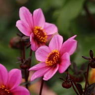 HS Juliet ® Dahlia Knöl