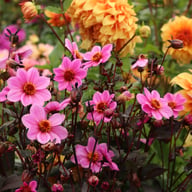 HS Juliet ® Dahlia Knöl