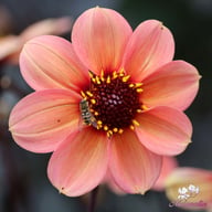 HS Kiss Dahlia Knöl