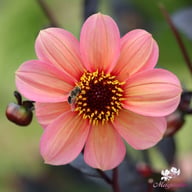 HS Kiss Dahlia Knöl