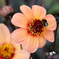 HS Kiss Dahlia Knöl
