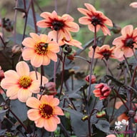 HS Kiss Dahlia Knöl