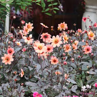 HS Kiss Dahlia Knöl