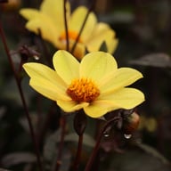 HS Party Dahlia Knöl