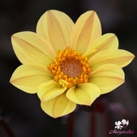 HS Party Dahlia Tuber