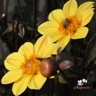 HS Party Dahlia Tuber