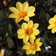 HS Party Dahlia Tuber