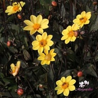 HS Party Dahlia Tuber