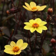 HS Party Dahlia Knöl