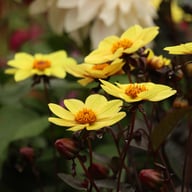 HS Party Dahlia Knöl