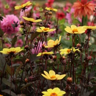 HS Party Dahlia Knöl