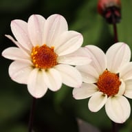 HS Princess Dahlia Tuber
