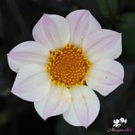 HS Princess Dahlia Tuber