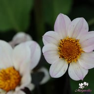 HS Princess Dahlia Tuber