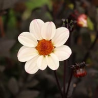 HS Princess Dahlia Tuber