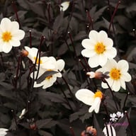 HS Princess Dahlia Tuber