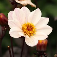 HS Princess Dahlia Tuber
