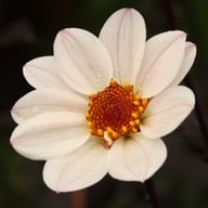 HS Princess Dahlia Tuber