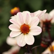 HS Princess Dahlia Tuber