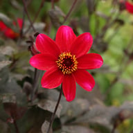 HS Romeo Dahlia Knöl