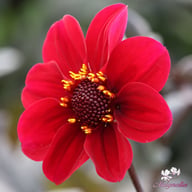 HS Romeo Dahlia Tuber