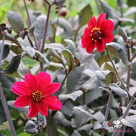 HS Romeo Dahlia Tuber