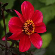 HS Romeo Dahlia Knöl