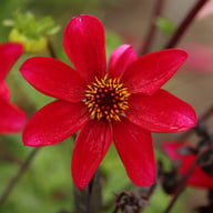 HS Romeo Dahlia Knöl