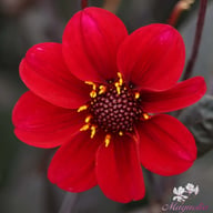 HS Romeo Dahlia Tuber