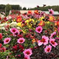 HS Wink Dahlia Knöl