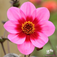HS Wink Dahlia Knöl